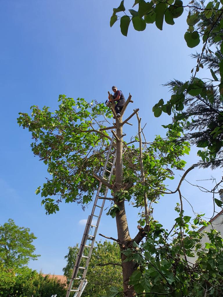 Elagueur sur arbre à La Queue-en-Brie en Seine Saint Denis