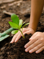 Plantation d’arbres à La Queue-en-Brie en Seine Saint Denis