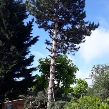 Arbre elague à La Queue-en-Brie en Seine Saint Denis