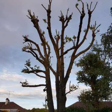 Arbre taille à La Queue-en-Brie en Seine Saint Denis