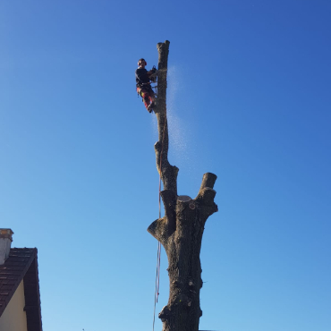 Elagage arbre andre à La Queue-en-Brie en Seine Saint Denis