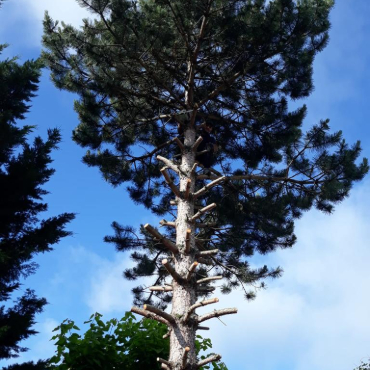 Elagage arbre sur terrrain à La Queue-en-Brie en Seine Saint Denis