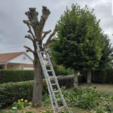 Elagage arbre à La Queue-en-Brie en Seine Saint Denis