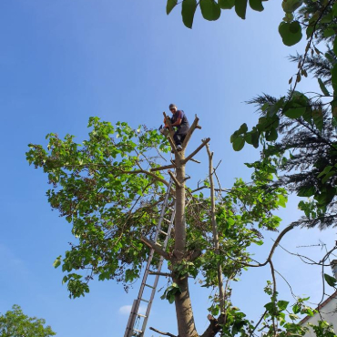 Elagueur sur arbre à La Queue-en-Brie en Seine Saint Denis