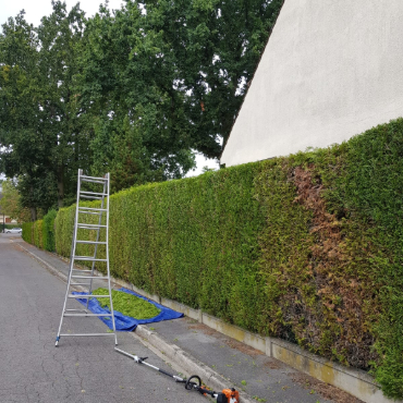 Fin taille de haie à La Queue-en-Brie en Seine Saint Denis