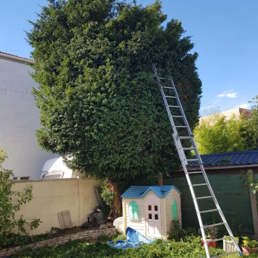 Taille arbre dense à La Queue-en-Brie en Seine Saint Denis